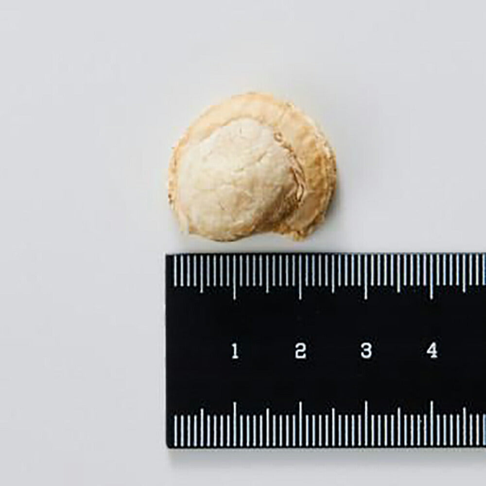 ホワイトフォックス 北海道産ホタテのフリーズドライ 無添加 90g (犬猫兼用) white fox