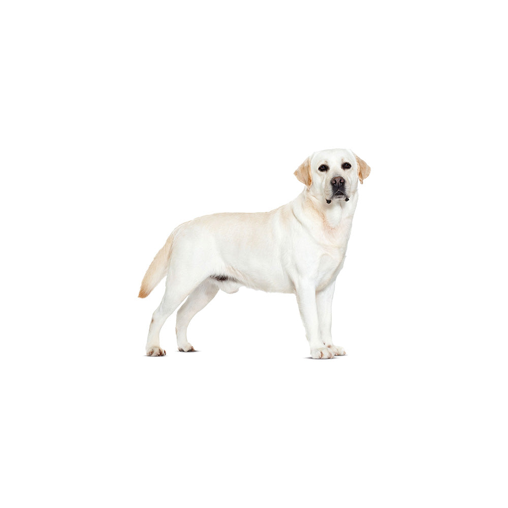 ラブラドールレトリバー