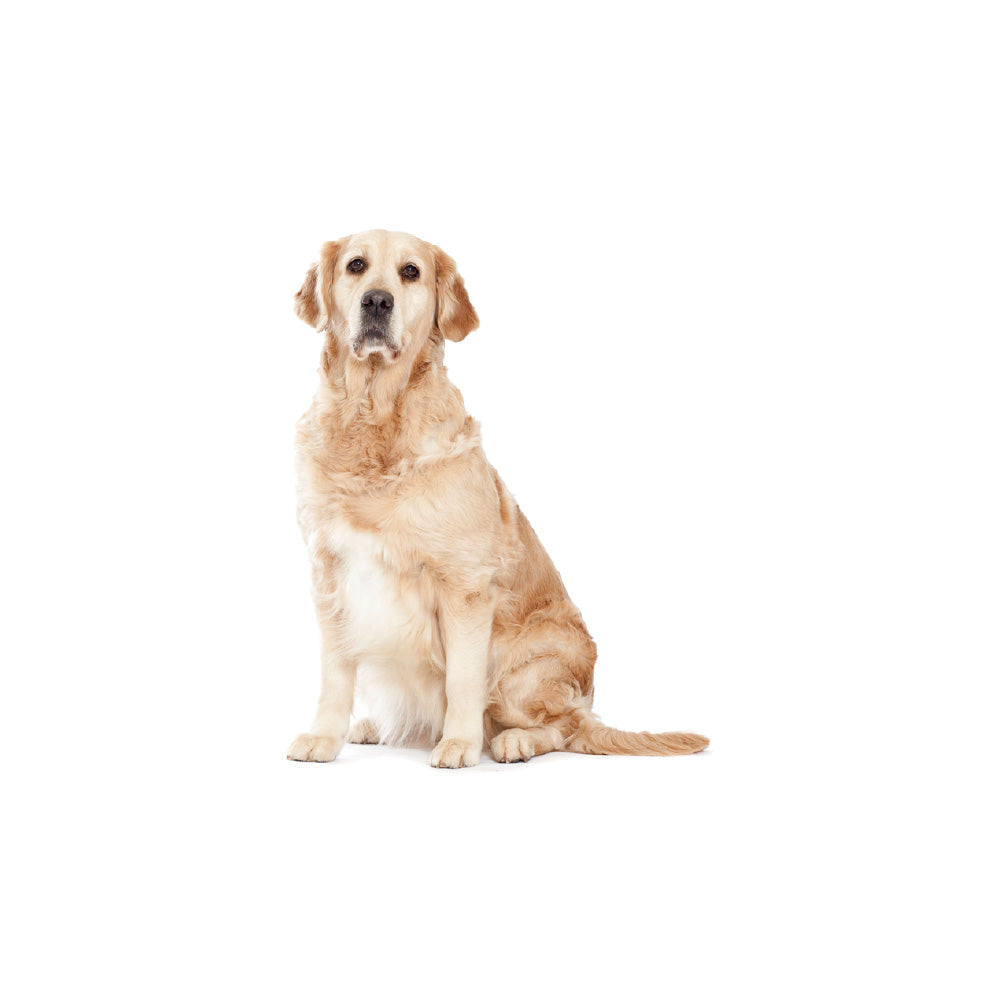 ゴールデンレトリバー