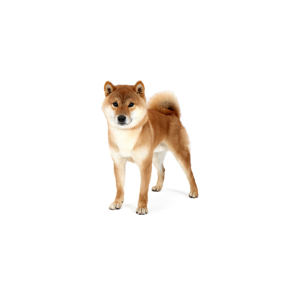 柴犬