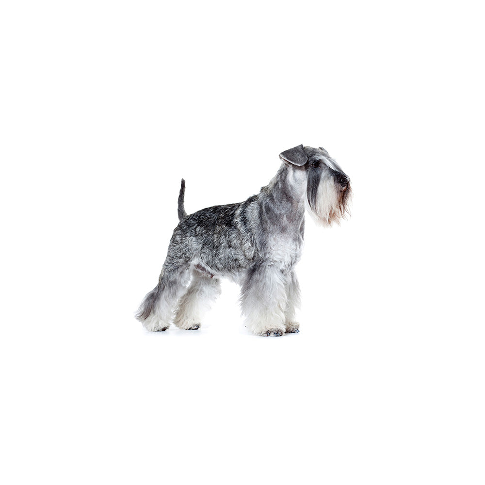 ミニチュアシュナウザー