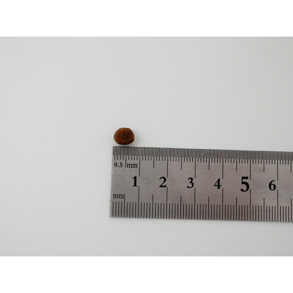 ホリスティックレセピー 仔犬・活動犬・妊娠・授乳犬 チキン＆ライス 18.1kg (犬・ドッグ) HolisticRECIPE