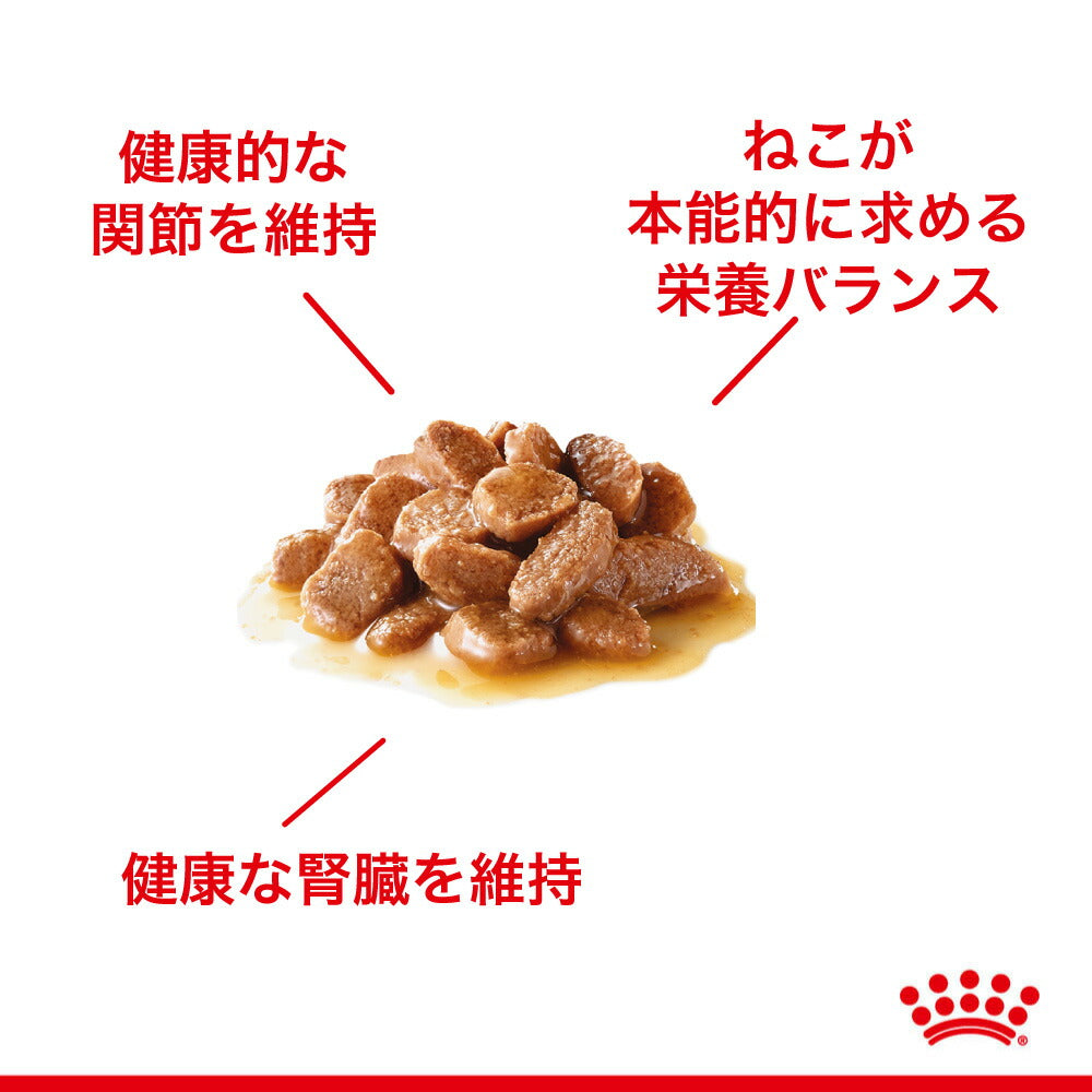 【85g×48袋】ロイヤルカナン FHN-WET エイジング 12+ グレービー 高齢猫用 12歳以上 パウチ (猫・キャット)[正規品]