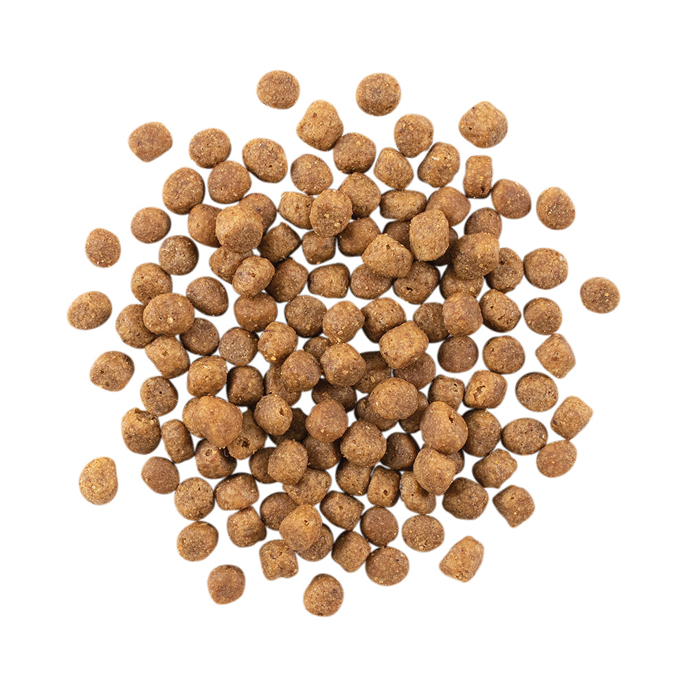 ナウフレッシュ グレインフリー フィッシュアダルトキャット 成猫用 350g (猫・キャット)[正規品] NOW FRESH