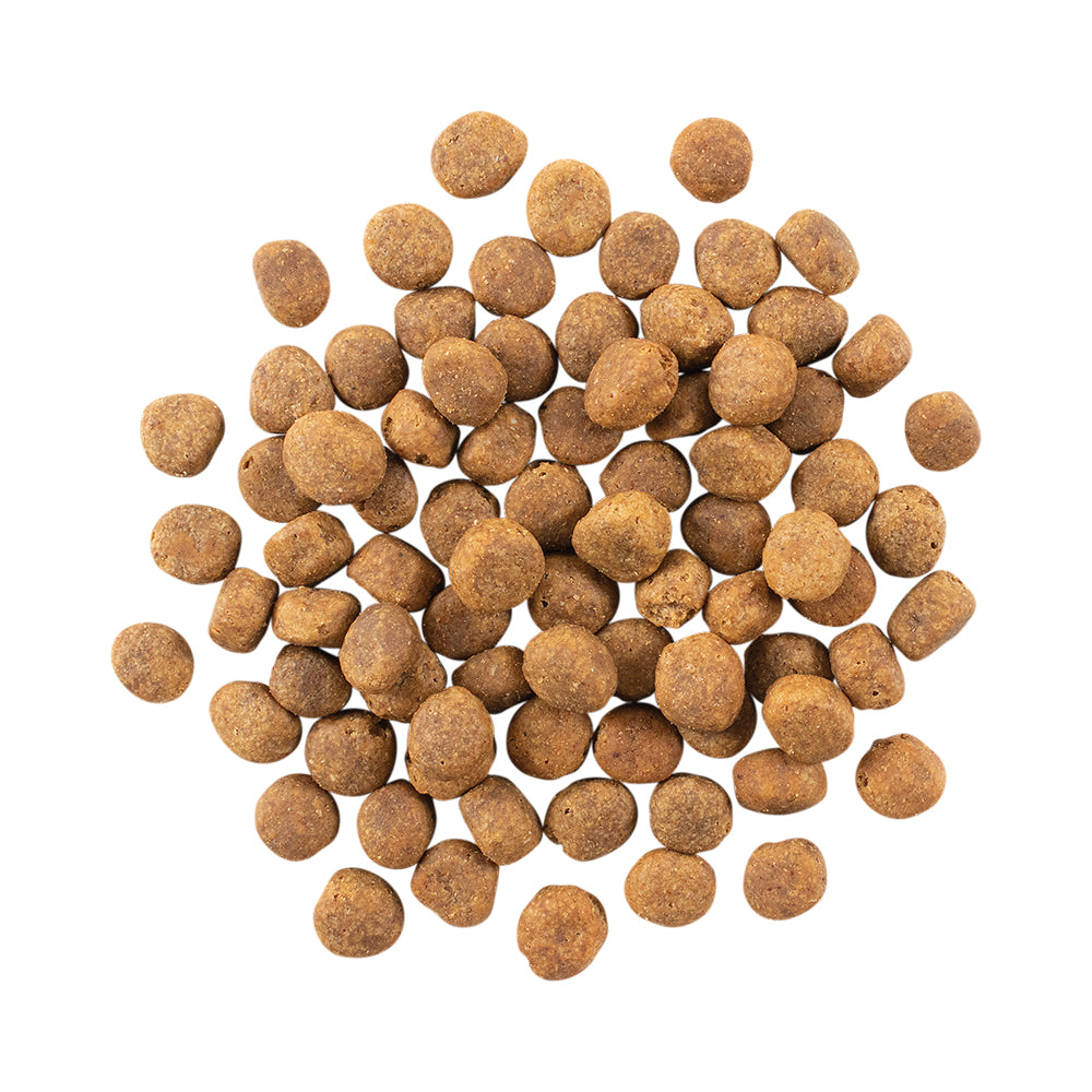ナウフレッシュ グレインフリー フィッシュアダルト 成犬用 1.59kg (犬・ドッグ)[正規品] NOW FRESH