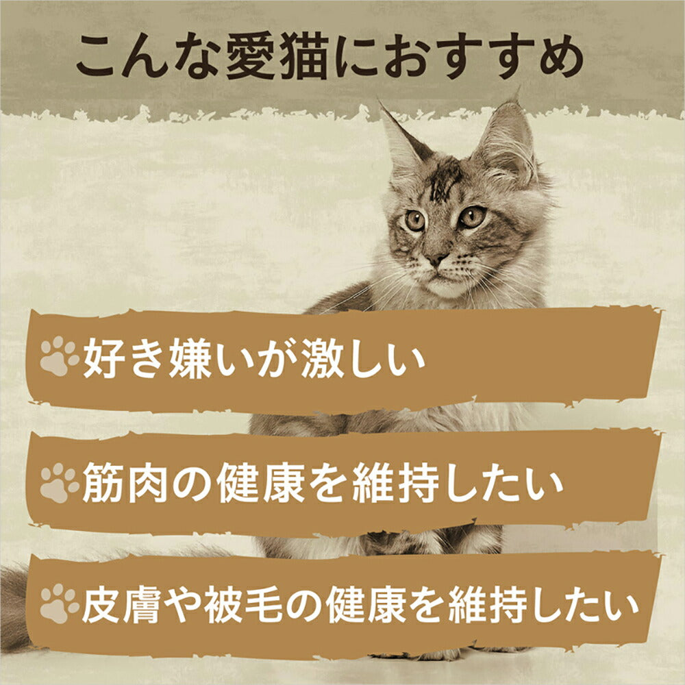 【2kg×4袋】ニュートロ ワイルドレシピ エイジングケア チキン シニア猫用 (猫・キャット)[正規品]