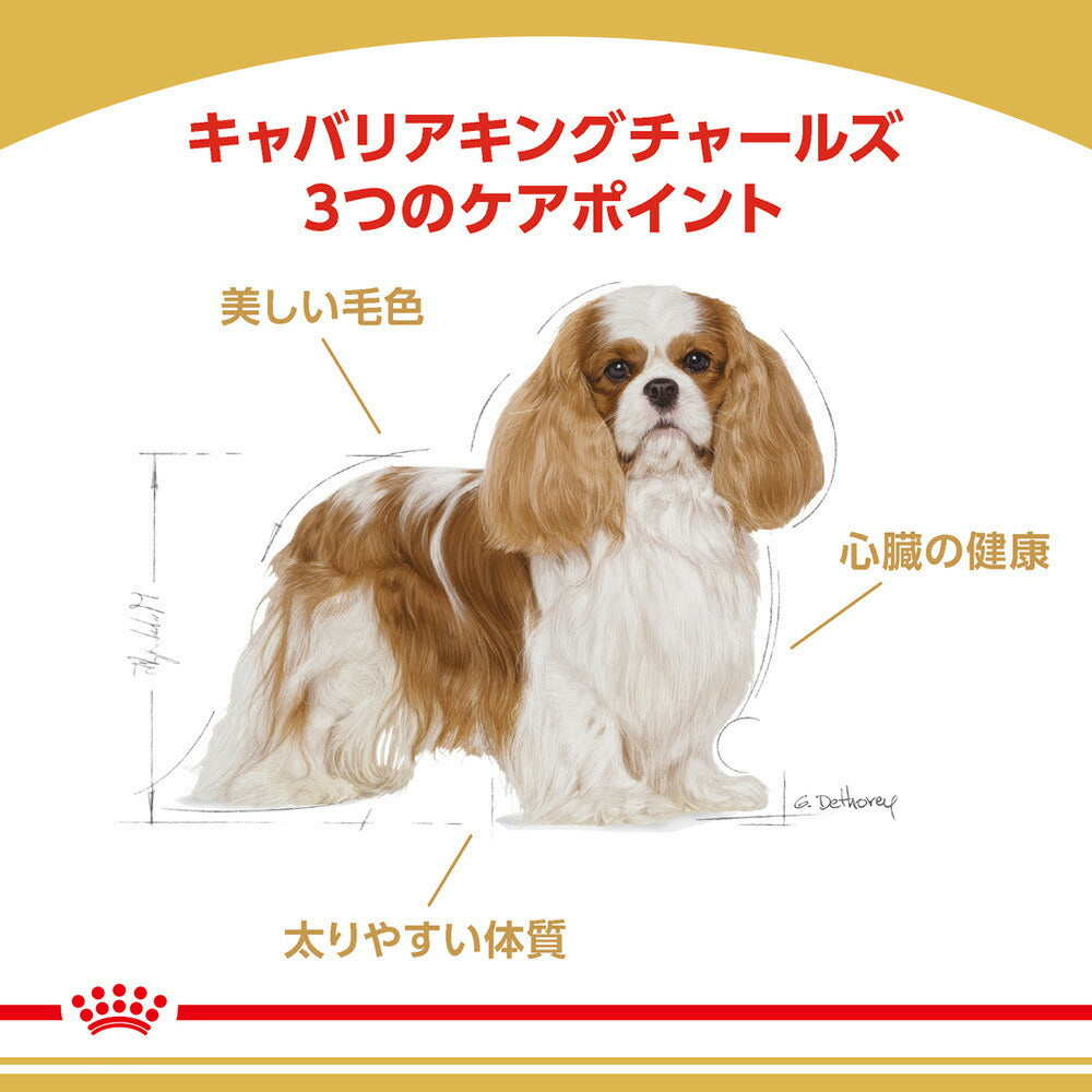 【1.5kg×2袋】ロイヤルカナン BHN キャバリア キング チャールズ 成犬～高齢犬用 生後10ヵ月齢以上 (犬・ドッグ)[正規品]