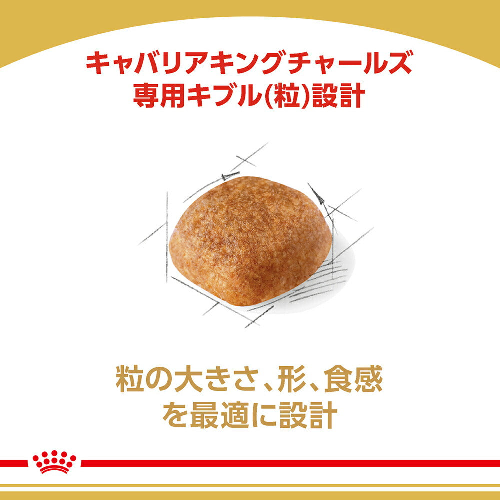 【3kg×4袋】ロイヤルカナン BHN キャバリア キング チャールズ 成犬～高齢犬用 生後10ヵ月齢以上 (犬・ドッグ)[正規品]