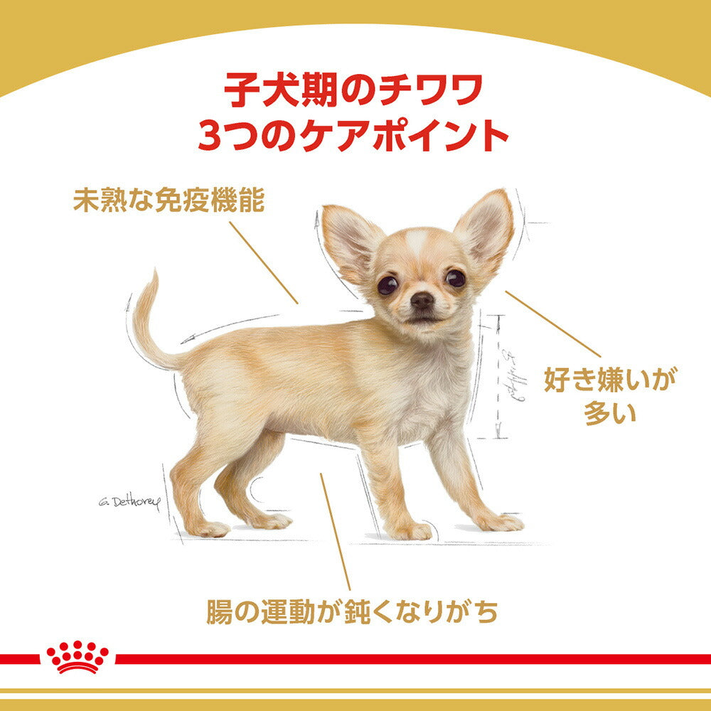 【1.5kg×2袋】ロイヤルカナン BHN チワワ 子犬用 生後8ヵ月齢まで (犬・ドッグ)[正規品]
