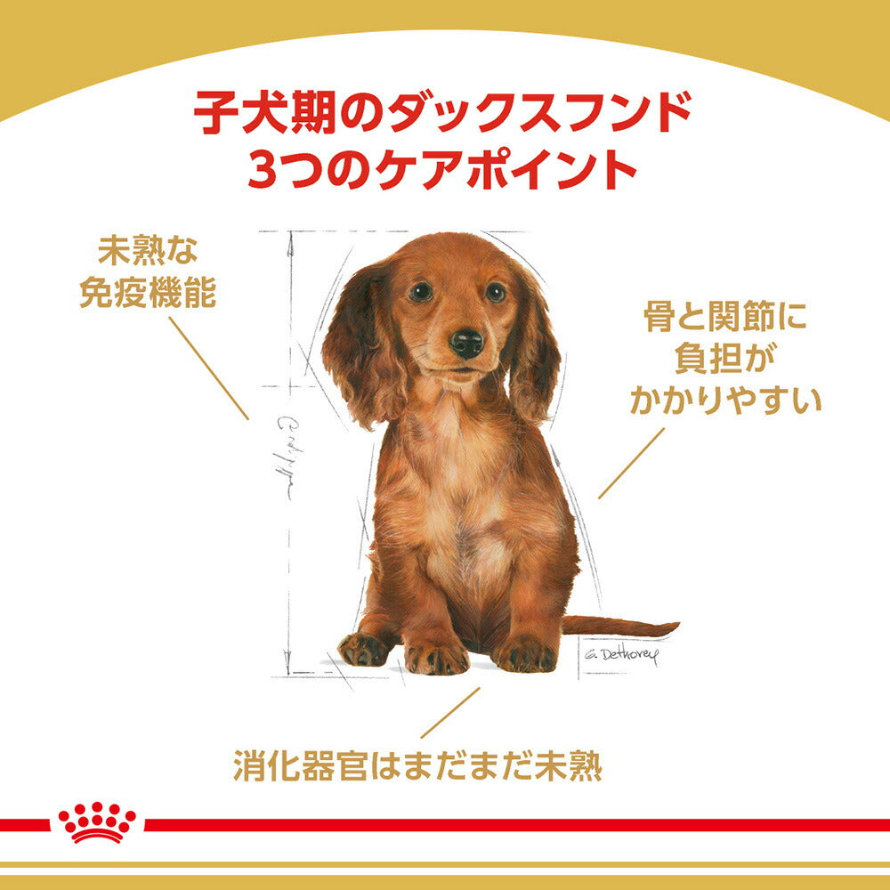[賞味期限2027/1/1]ロイヤルカナン BHN ダックスフンド 子犬用 生後10ヵ月齢まで 800g (犬・ドッグ)[正規品]