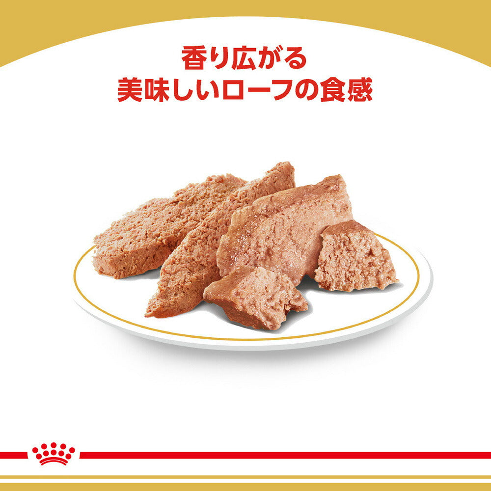[賞味期限2027/2/7]【メール便】ロイヤルカナン ウェットフード ダックスフンド 成犬〜高齢犬用 85g (犬・ドッグ) [正規品][M便 1/9]