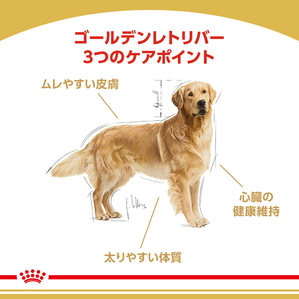 ロイヤルカナン BHN ゴールデンレトリバー 成犬～高齢犬用 生後15ヵ月齢以上 12kg (犬・ドッグ)[正規品]