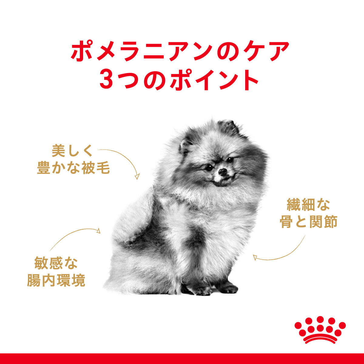 ロイヤルカナン BHN ポメラニアン 成犬～高齢犬用 生後8ヵ月齢以上 800g (犬・ドッグ)[正規品]