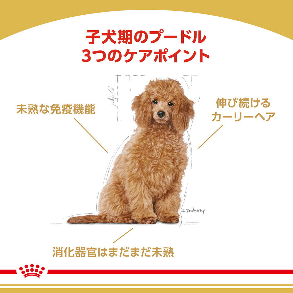 ロイヤルカナン BHN プードル 子犬用 生後10ヵ月齢まで 1.5kg (犬・ドッグ)[正規品]