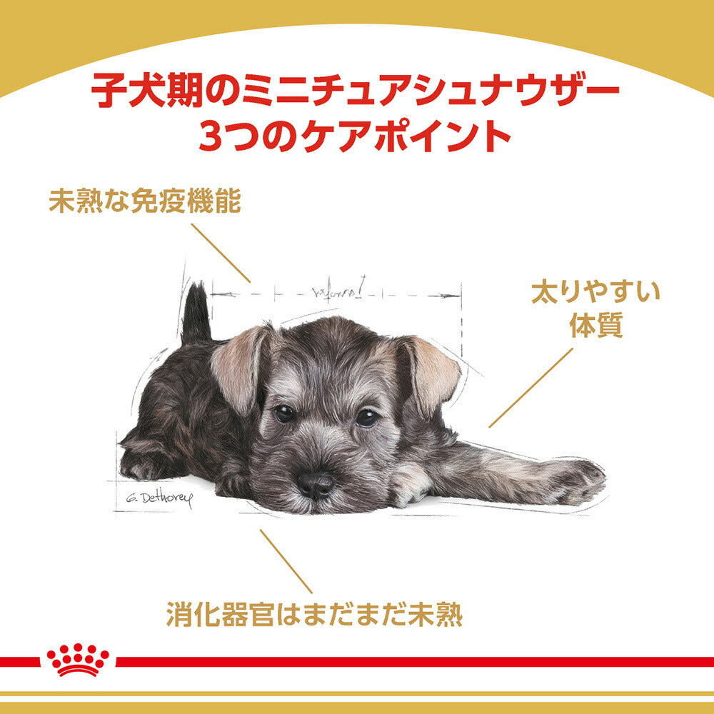 ロイヤルカナン BHN ミニチュアシュナウザー 子犬用 生後10ヵ月齢まで 1.5kg (犬・ドッグ)[正規品]