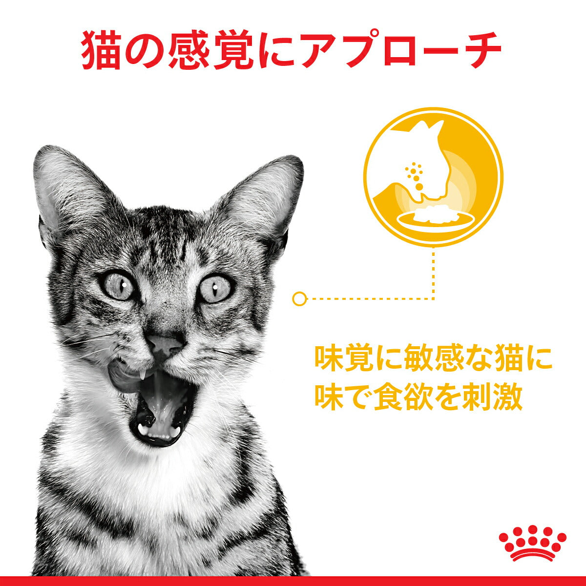 【85g×48袋】ロイヤルカナン FHN-WET センサリー テイスト 味にこだわりがある成猫用 生後12ヵ月齢以上 パウチ (猫・キャット)[正規品]