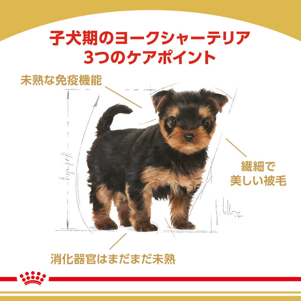[賞味期限2026/8/3]ロイヤルカナン ヨークシャーテリア 子犬用 500g (犬・ドッグ) [正規品]