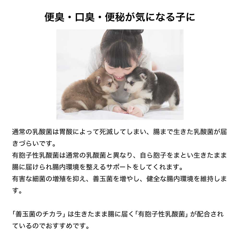 セレクトバランス サプリメント 善玉菌のチカラ 犬用 顆粒 腸活 300g (犬・ドッグ)
