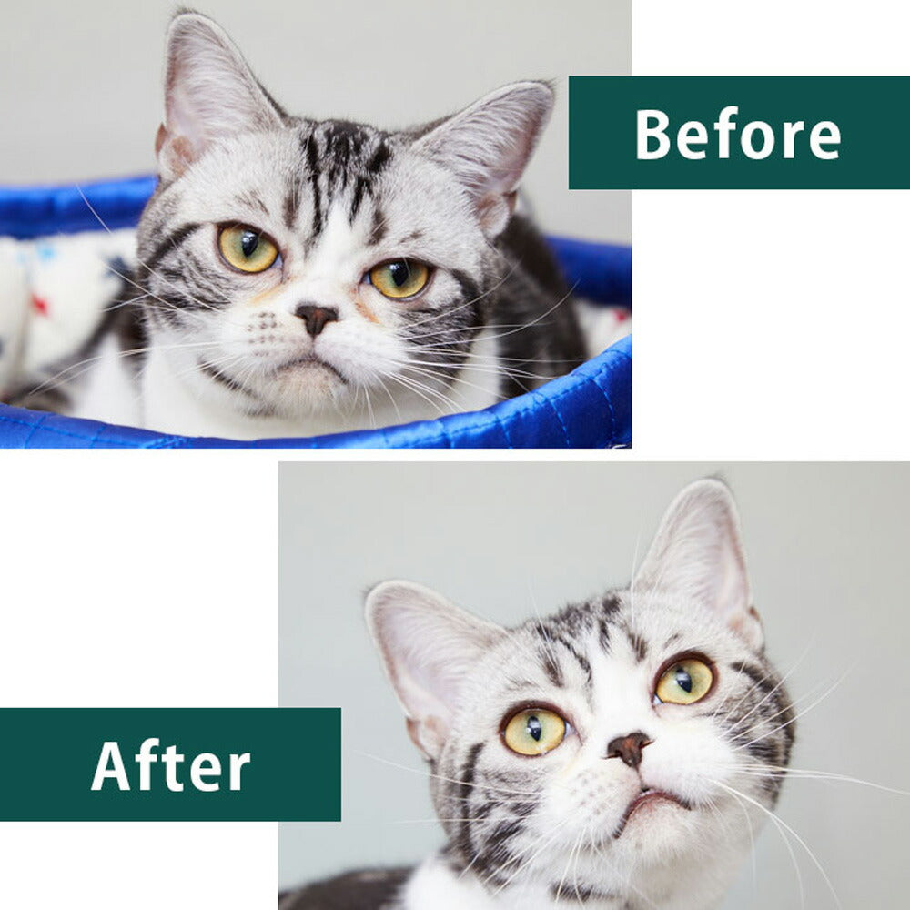 たかくら新産業 APDC 猫用プロフェッショナルスタンダードケアシャンプー 250ml (猫・キャット)