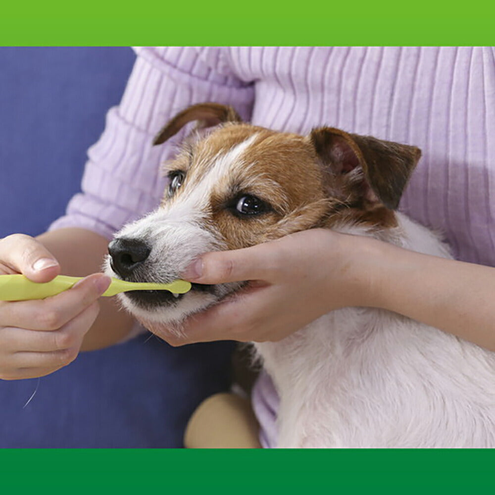 【メール便】ライオン PETKISS デンタルブラシ レギュラー 1本 (犬猫兼用)[M便 1/6]