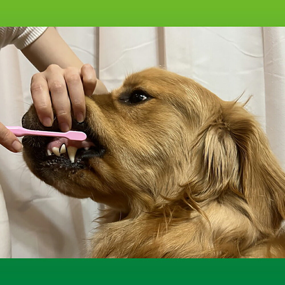 【メール便】ライオン PETKISS デンタルブラシ 大きめヘッド 1本 (犬猫兼用)[M便 1/6]