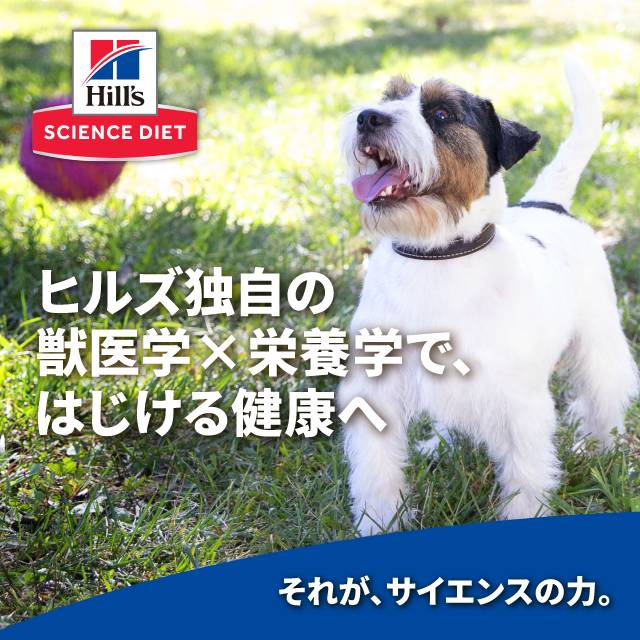 ソルビダ SOLVIDA グレインフリー チキン 室内飼育 成犬用 12kg (犬