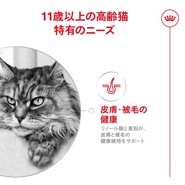 【2kg×3袋】ロイヤルカナン FHN エイジング 11+ 高齢猫用 11歳以上 (猫・キャット)[正規品]