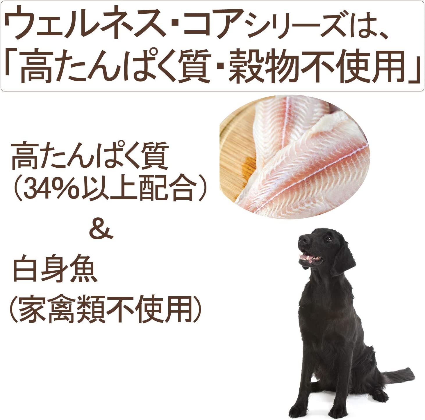 ウェルネス コア 成犬用 1～6歳 オーシャンフィッシュ 白身魚 800g (犬・ドッグ)[正規品]