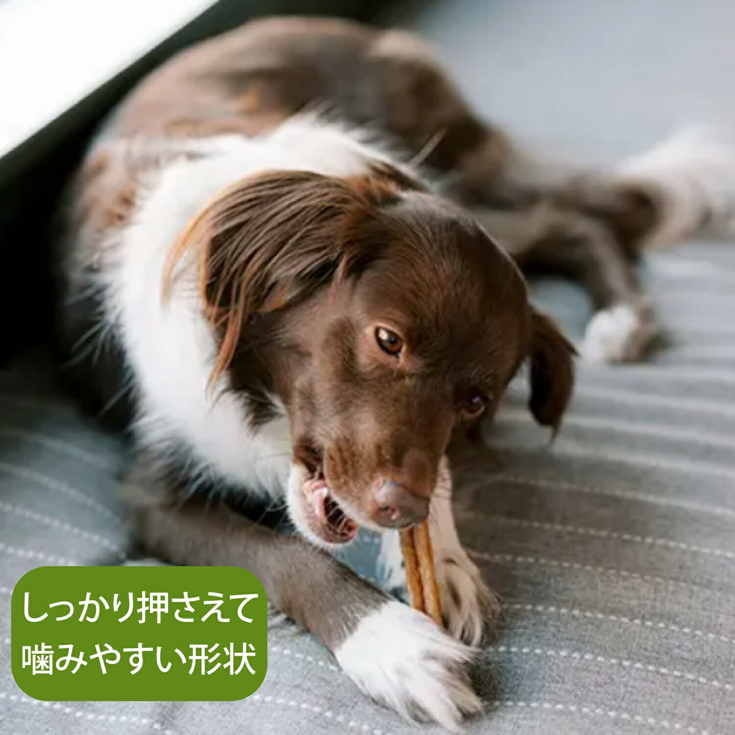 【メール便】WHIMZEES ウィムズィーズ スティックス S 14個入 (犬・ドッグ)[正規品][M便 1/2]
