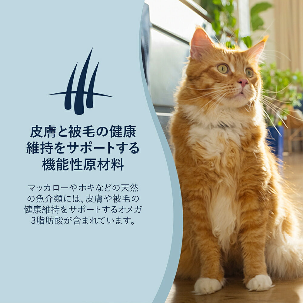 ZIWI ジウィピーク スチーム＆ドライ グラスフェッドビーフ with サザンブルーホワイティング レシピ 800g (猫・キャット)[正規品]